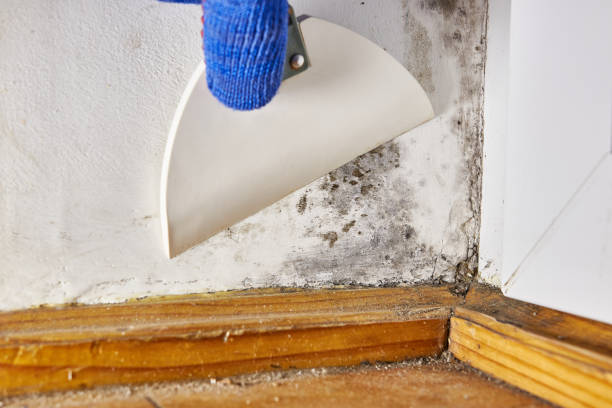 Best Comprehensive Air Testing for Mold Contaminants  in Shawnee, KS