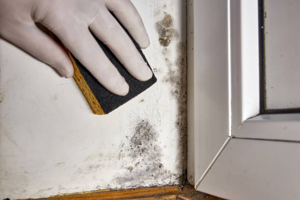 Professional Mold Removal in Shawnee, KS